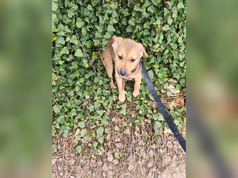 Ryanna - leise, wach und voller Vertrauen - aktuell noch in Rumänien