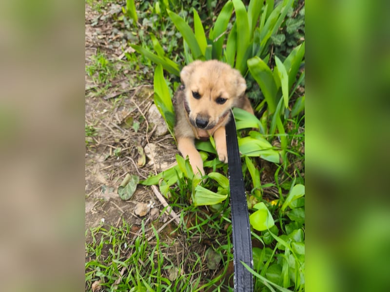 Faby - klein, fein und voller Lebensfreude - noch in Rumänien