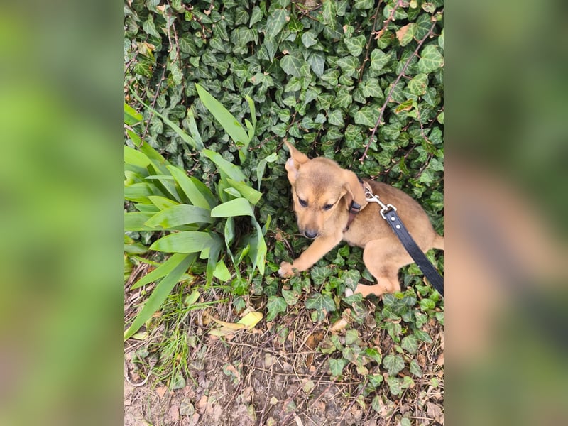 Ryanna - leise, wach und voller Vertrauen - aktuell noch in Rumänien