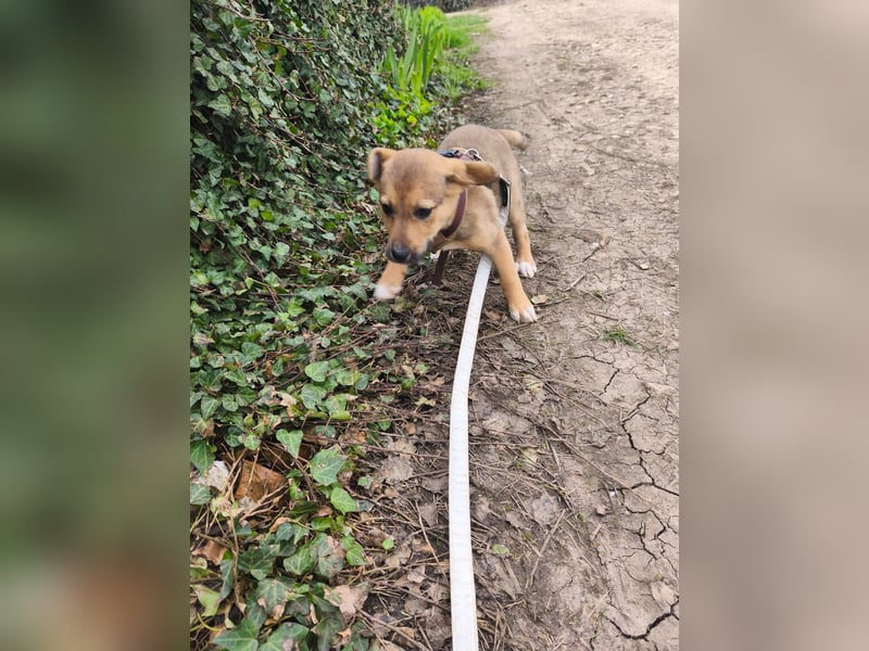 Ryanna - leise, wach und voller Vertrauen - aktuell noch in Rumänien