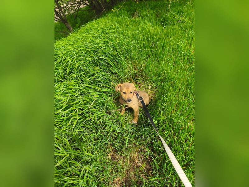 Ryanna - leise, wach und voller Vertrauen - aktuell noch in Rumänien