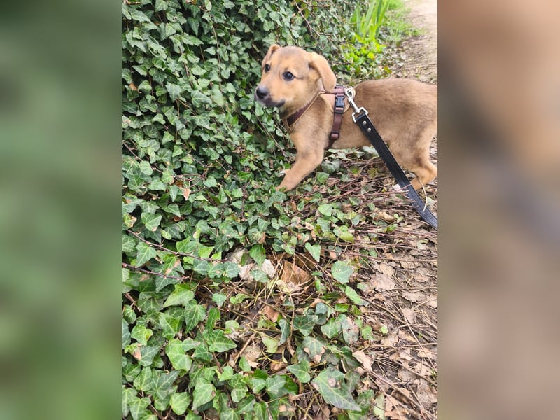 Ryanna - leise, wach und voller Vertrauen - aktuell noch in Rumänien