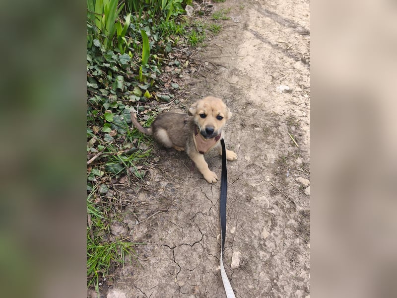 Faby - klein, fein und voller Lebensfreude - noch in Rumänien