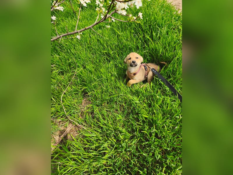 Faby - klein, fein und voller Lebensfreude - noch in Rumänien