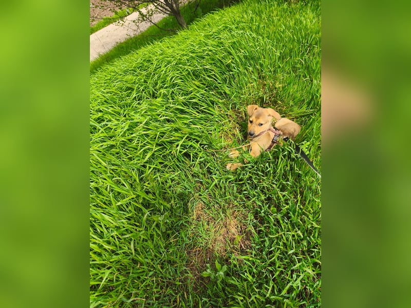 Ryanna - leise, wach und voller Vertrauen - aktuell noch in Rumänien