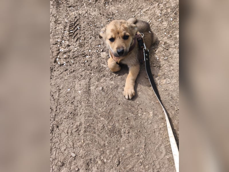 Faby - klein, fein und voller Lebensfreude - noch in Rumänien