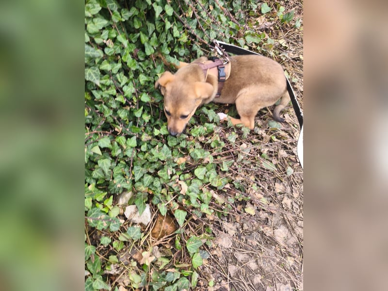 Ryanna - leise, wach und voller Vertrauen - aktuell noch in Rumänien