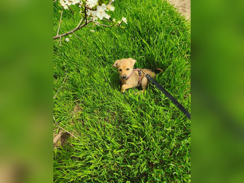 Faby - klein, fein und voller Lebensfreude - noch in Rumänien