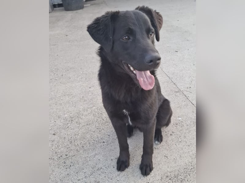 Lugano ein toller Familienhund