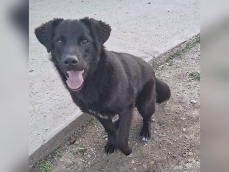 Lugano ein toller Familienhund