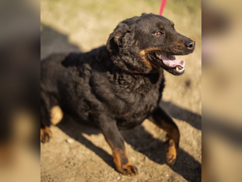 Ares ein absoluter Schatz