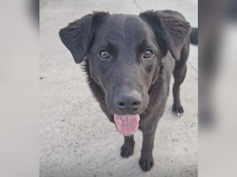 Lugano ein toller Familienhund
