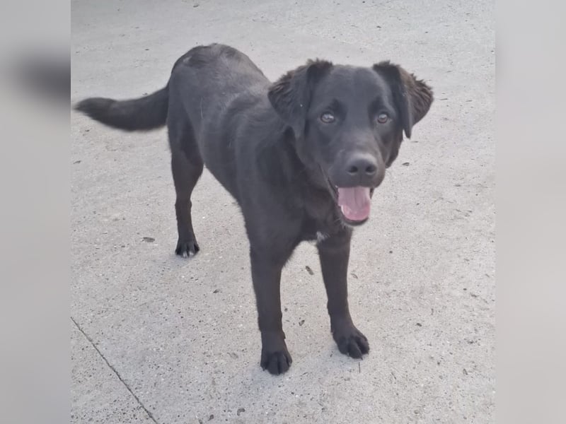 Lugano ein toller Familienhund