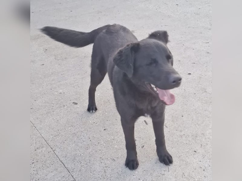 Lugano ein toller Familienhund