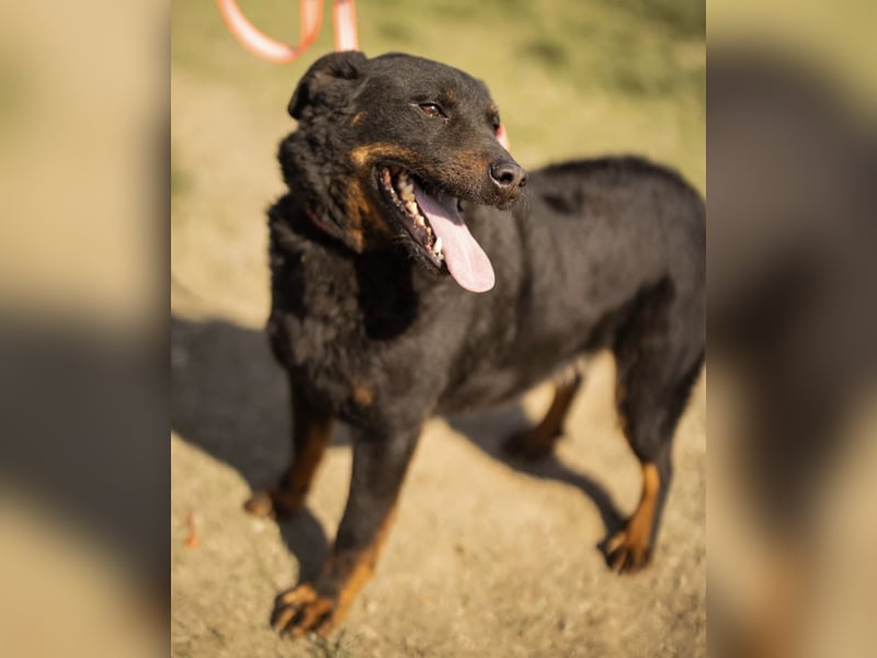 Ares ein absoluter Schatz