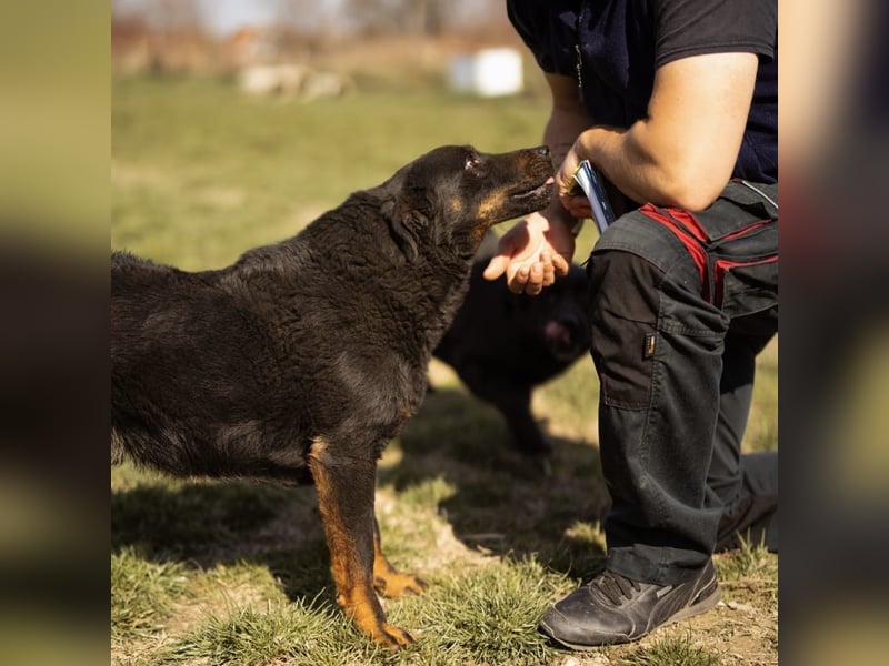Ares ein absoluter Schatz