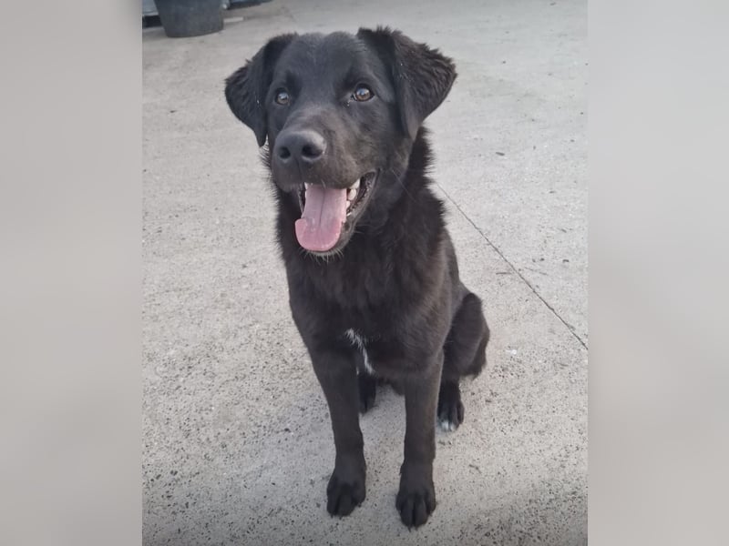 Lugano ein toller Familienhund