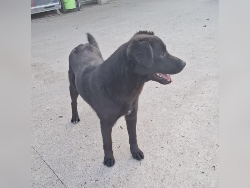 Lugano ein toller Familienhund