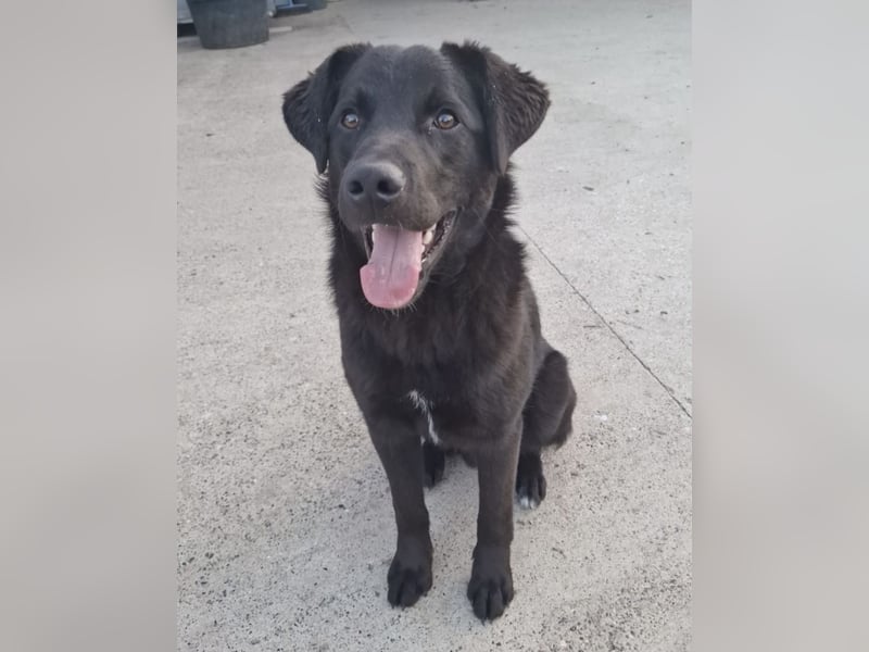 Lugano ein toller Familienhund