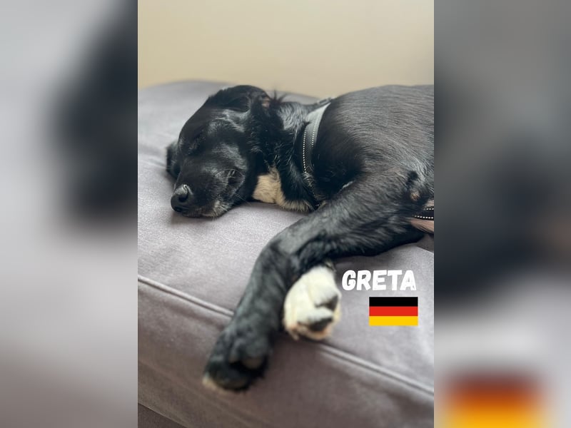 Greta, geb. 05/24 - freundliches Labi-Mix Mädchen sucht ihre Familie,bereits auf PS in 10249 Berlin