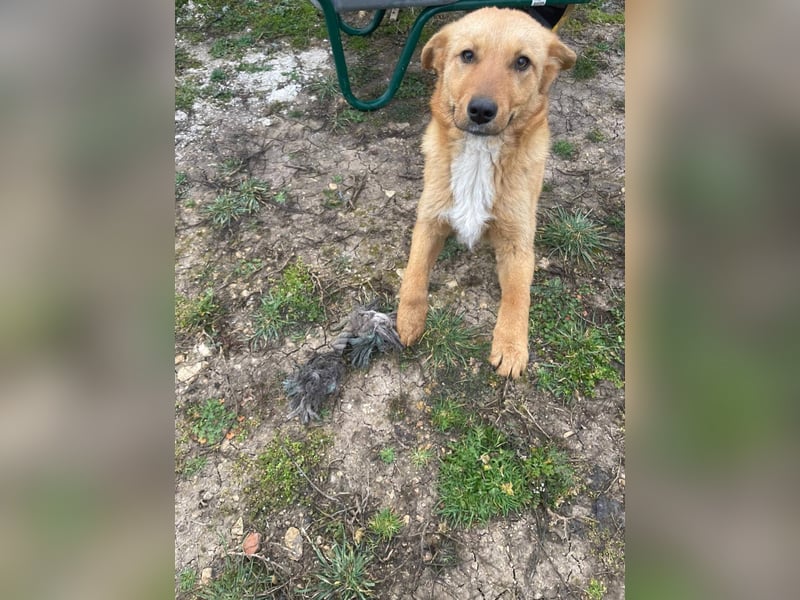 Sandy, junge Mischlingshündin