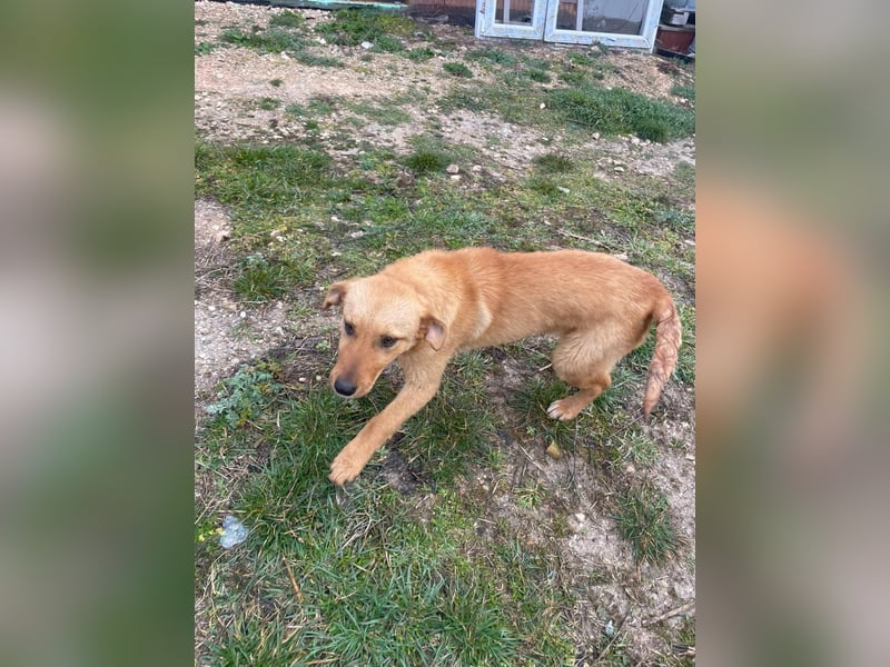 Sandy, junge Mischlingshündin