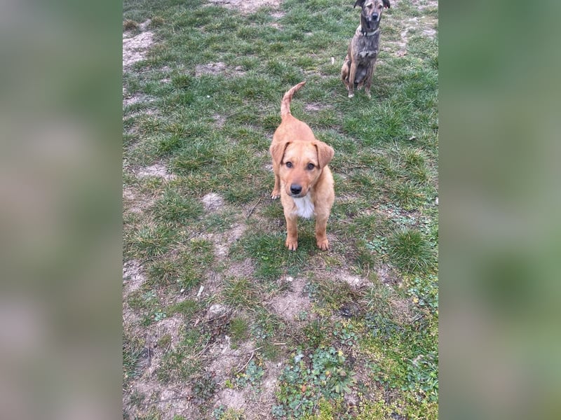 Sandy, junge Mischlingshündin