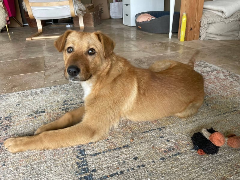 Sandy, junge Mischlingshündin