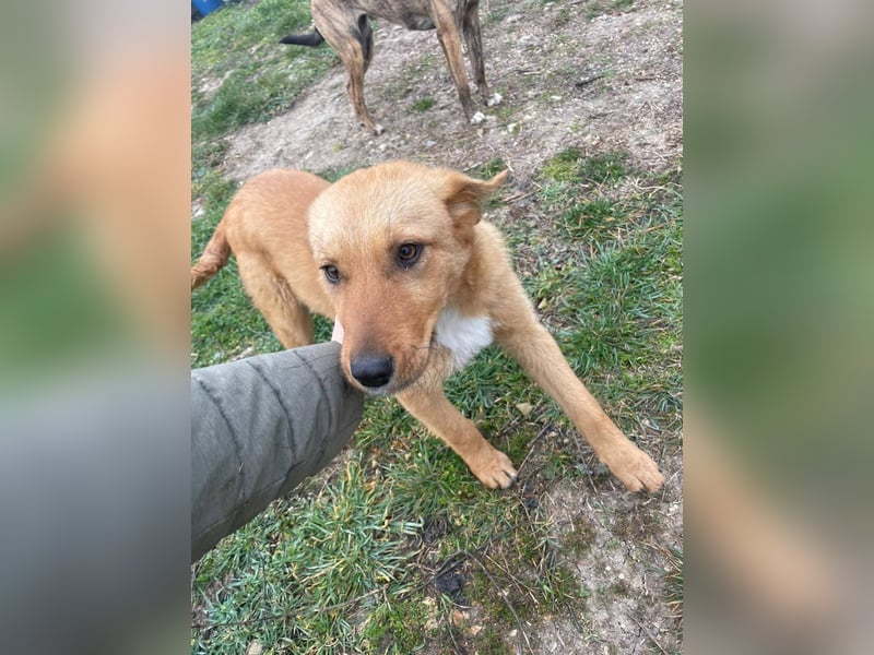 Sandy, junge Mischlingshündin