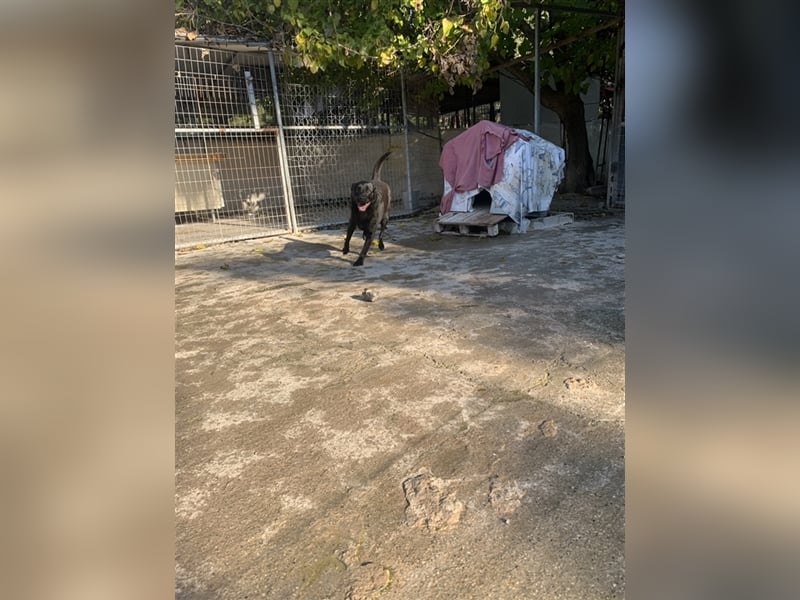 Happy Girl TRACY (5 Jahre) sucht ein Zuhause