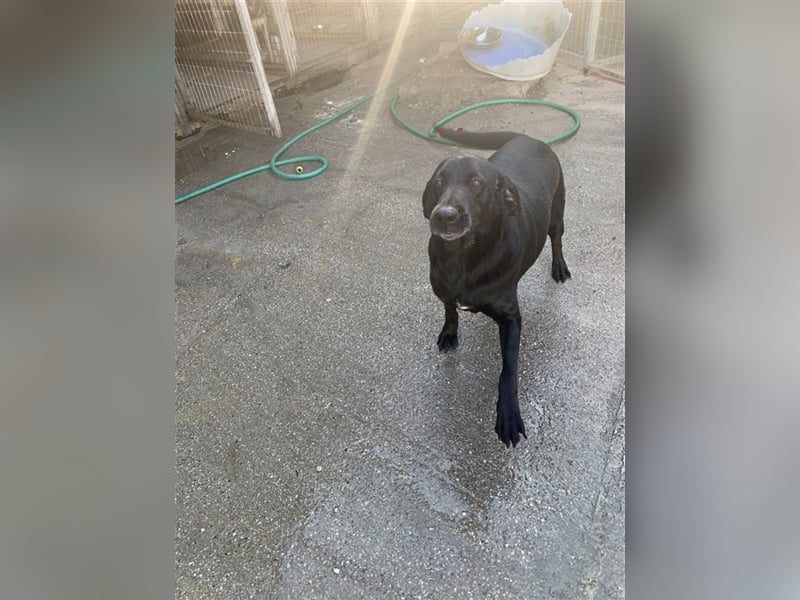 Happy Girl TRACY (5 Jahre) sucht ein Zuhause