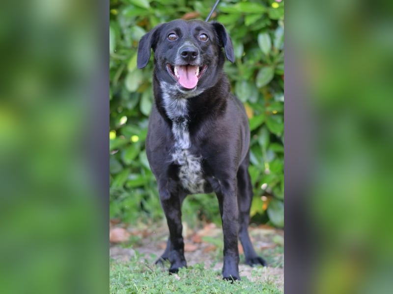 Familienhund Pauli sucht liebe Familie fürs Leben