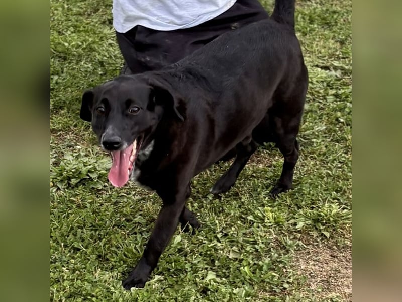 Familienhund Pauli sucht liebe Familie fürs Leben