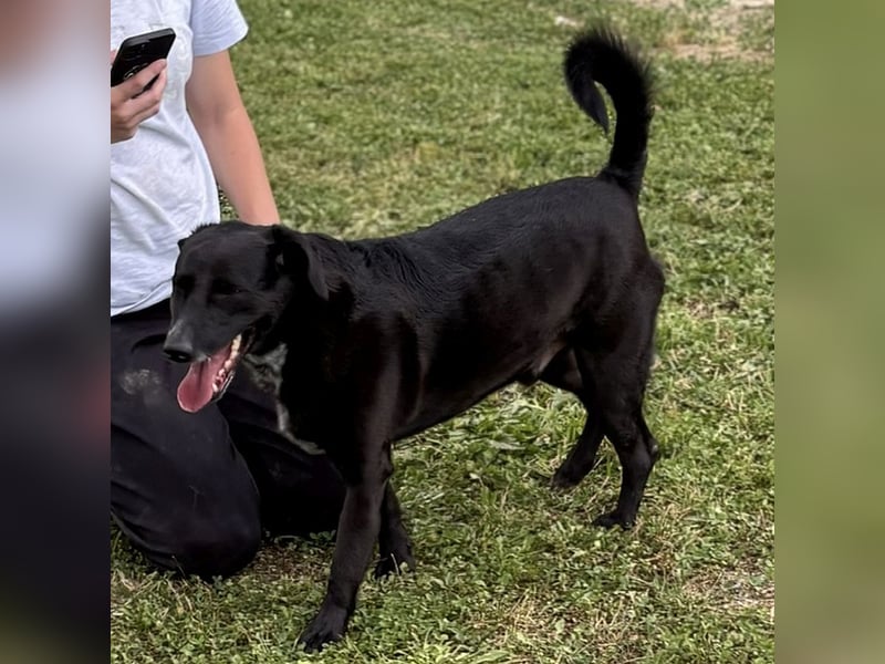 Familienhund Pauli sucht liebe Familie fürs Leben