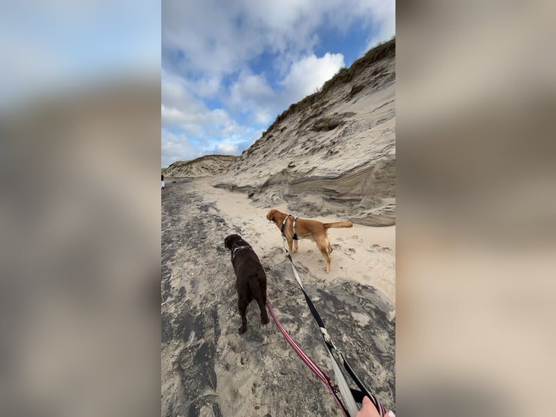 Labrador Deckrüde deckt zuverlässig