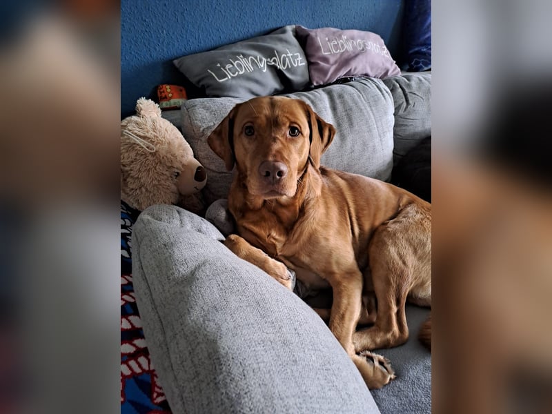Labrador Deckrüde deckt zuverlässig