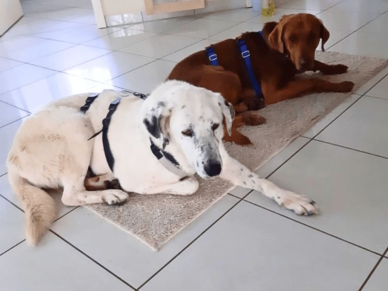 Full - SOS - Dringend neues Zuhause oder Pflegestelle gesucht - Das Leben ist nicht immer fair