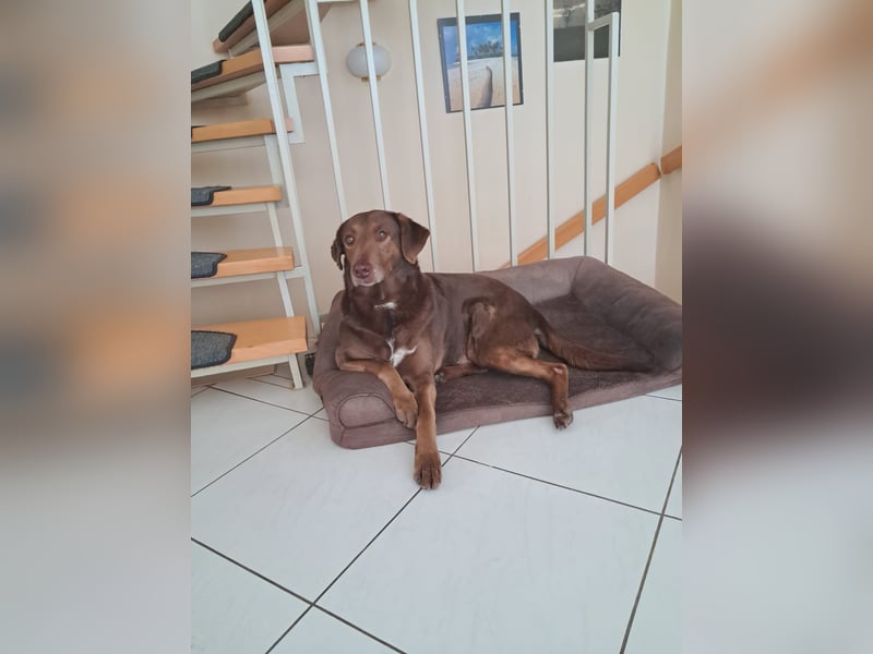 Full - SOS - Dringend neues Zuhause oder Pflegestelle gesucht - Das Leben ist nicht immer fair