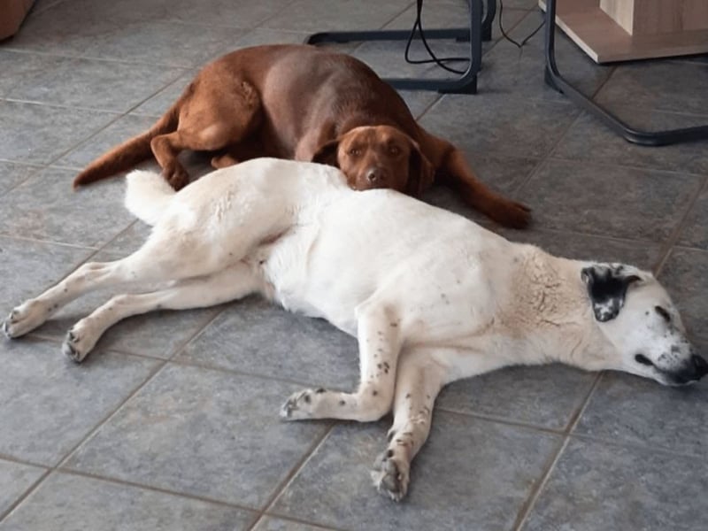 Full - SOS - Dringend neues Zuhause oder Pflegestelle gesucht - Das Leben ist nicht immer fair