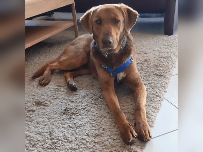 Full - SOS - Dringend neues Zuhause oder Pflegestelle gesucht - Das Leben ist nicht immer fair