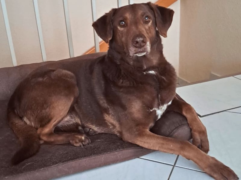 Full - SOS - Dringend neues Zuhause oder Pflegestelle gesucht - Das Leben ist nicht immer fair