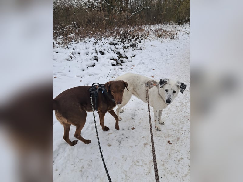 Full - SOS - Dringend neues Zuhause oder Pflegestelle gesucht - Das Leben ist nicht immer fair