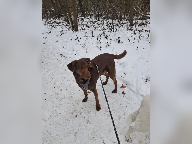 Full - SOS - Dringend neues Zuhause oder Pflegestelle gesucht - Das Leben ist nicht immer fair