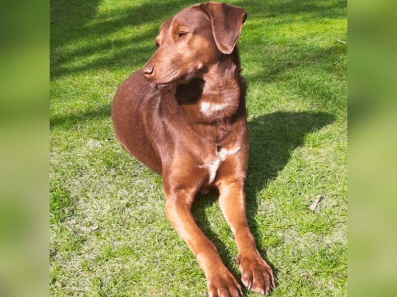 Full - SOS - Dringend neues Zuhause oder Pflegestelle gesucht - Das Leben ist nicht immer fair