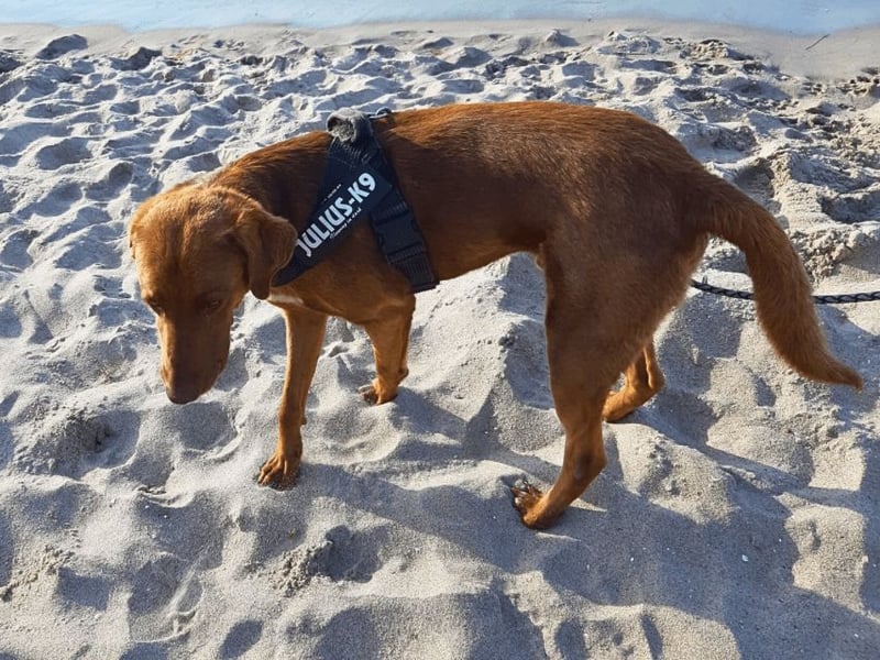 Full - SOS - Dringend neues Zuhause oder Pflegestelle gesucht - Das Leben ist nicht immer fair