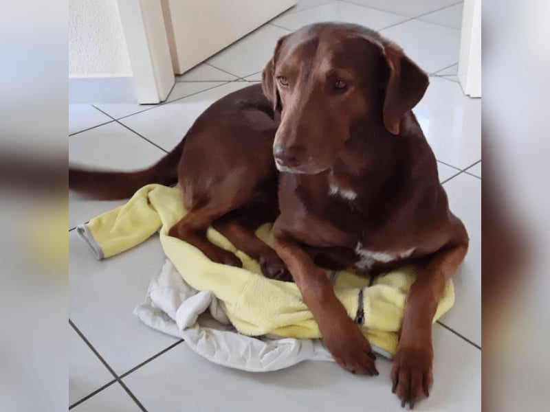 Full - SOS - Dringend neues Zuhause oder Pflegestelle gesucht - Das Leben ist nicht immer fair