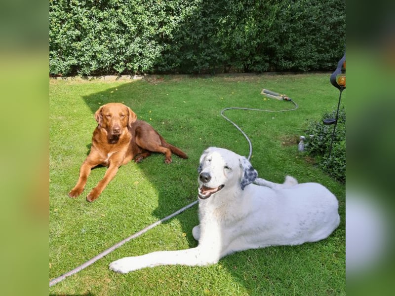 Full - SOS - Dringend neues Zuhause oder Pflegestelle gesucht - Das Leben ist nicht immer fair