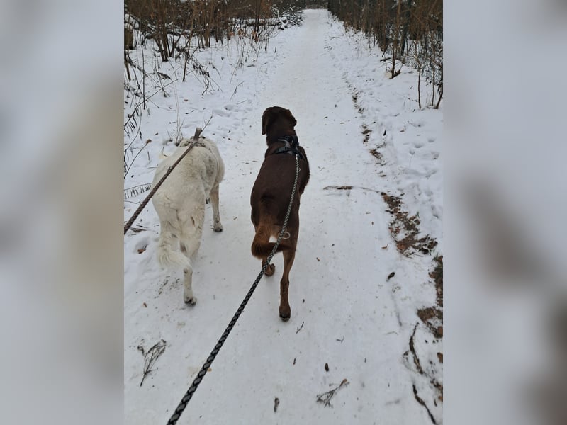 Full - SOS - Dringend neues Zuhause oder Pflegestelle gesucht - Das Leben ist nicht immer fair