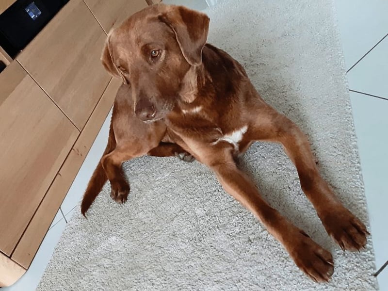 Full - SOS - Dringend neues Zuhause oder Pflegestelle gesucht - Das Leben ist nicht immer fair