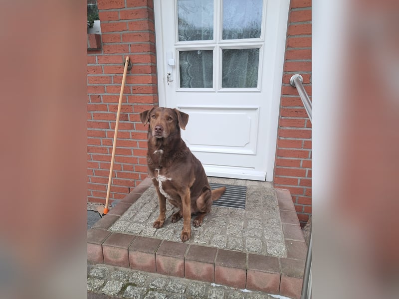 Full - SOS - Dringend neues Zuhause oder Pflegestelle gesucht - Das Leben ist nicht immer fair